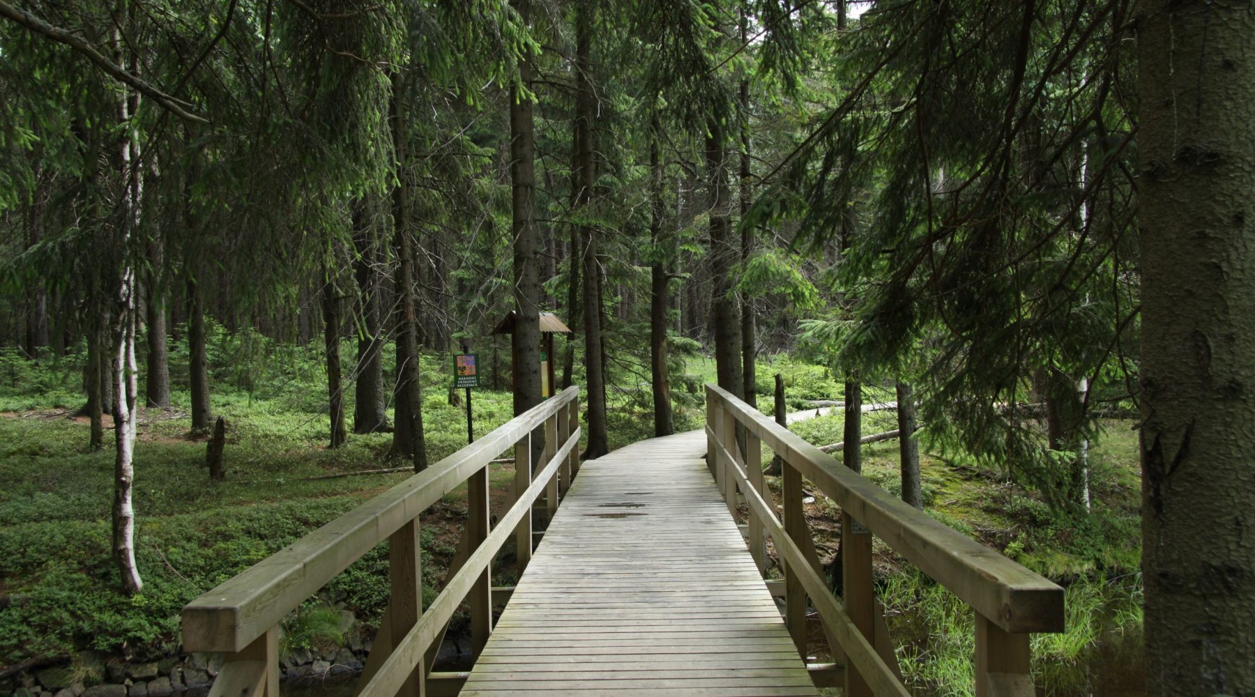 A wooden footbridge boardwalk through a forest nature reserve
