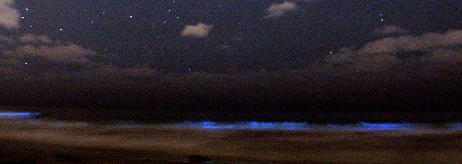 Glowing blue-green bioluminescent waves along a dark shoreline