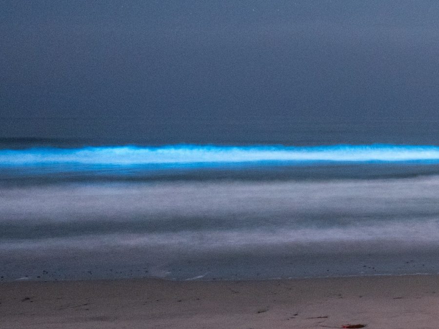 Close-up of a glowing blue bioluminescent wave breaking at night