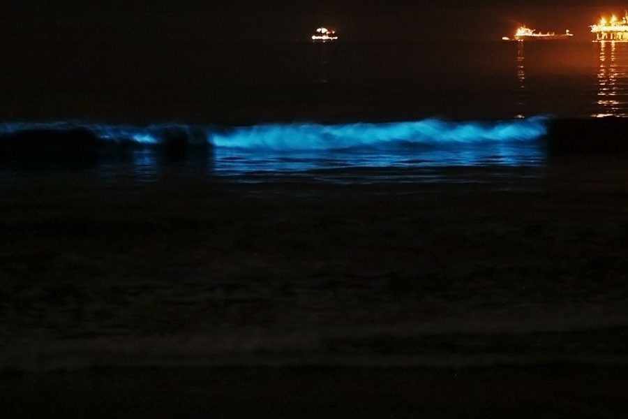 Bioluminescent waves glowing blue on a beach at night, with distant lights