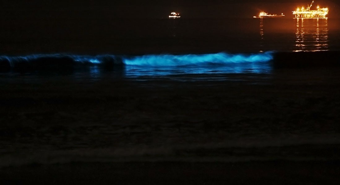 Bioluminescent waves glowing blue on a beach at night, with distant lights