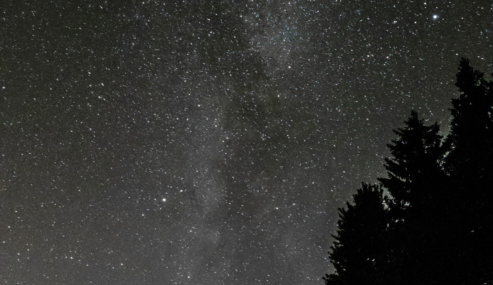 Silhouetted pine trees and the Milky Way over a dark, unpolluted coastal marina at night