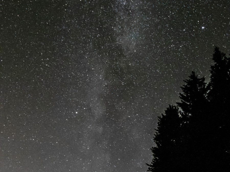 Silhouetted pine trees and the Milky Way over a dark, unpolluted coastal marina at night