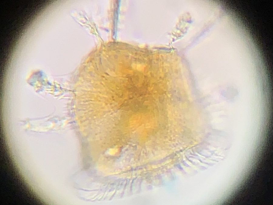 Macro view of bioluminescent dinoflagellates flashing in disturbed water